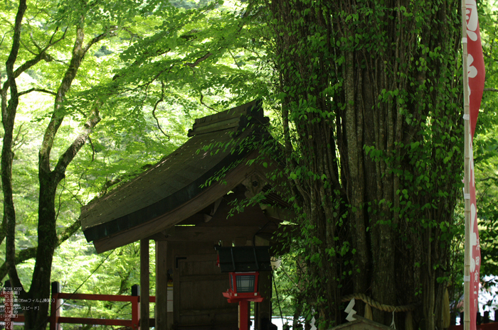 2011_7_貴船神社・夏_11.jpg