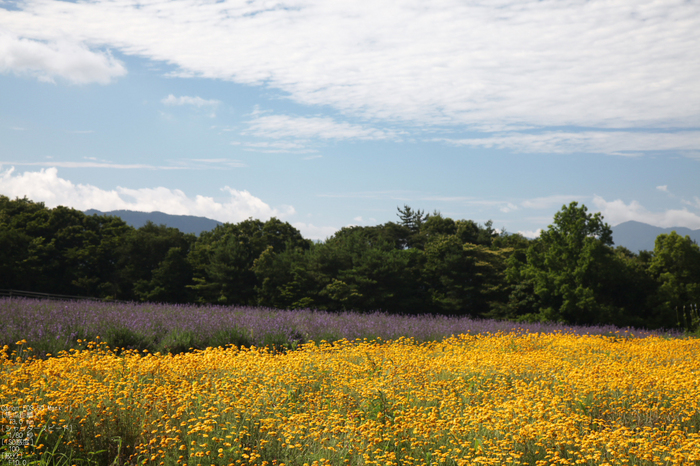 2011_7_青山高原_3.jpg