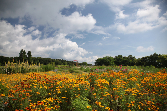 2011_7_青山高原_5.jpg