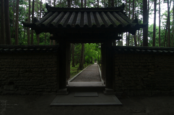 2011_唐招提寺・蓮_14.jpg