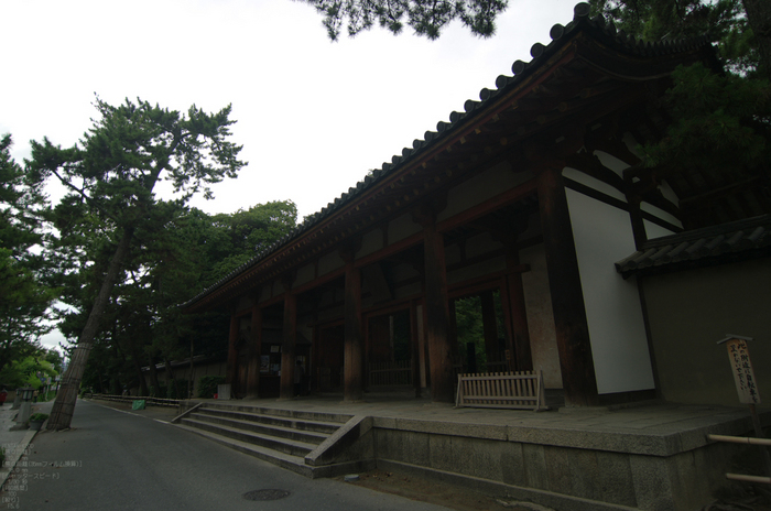 2011_唐招提寺・蓮_2.jpg