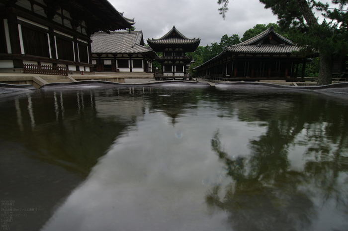 2011_唐招提寺・蓮_20.jpg