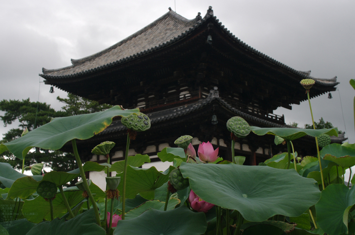 2011_喜光寺・蓮_4.jpg