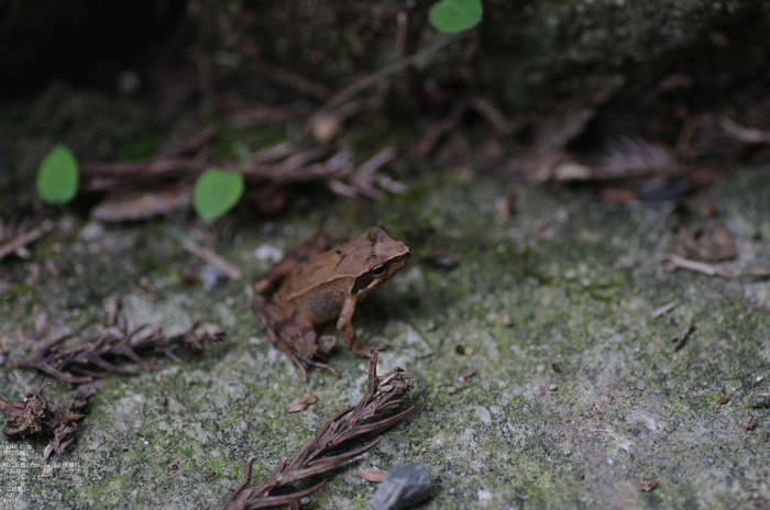 201107_延暦寺_31.jpg