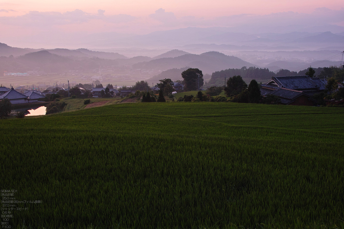 201108_大川杉_13.jpg