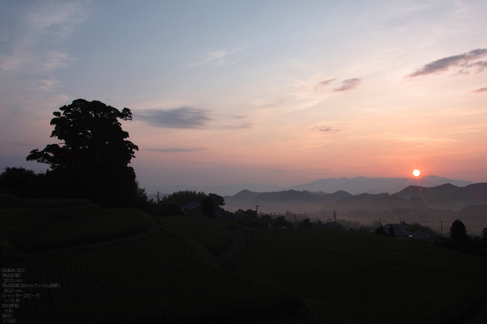 201108_大川杉_14.jpg