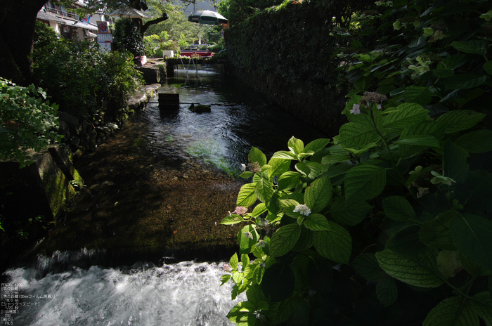 201108_醒ヶ井梅花藻_4.jpg