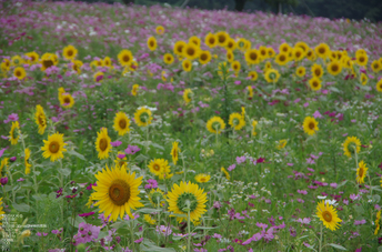 201108_鳥取・大山まきば_6.jpg