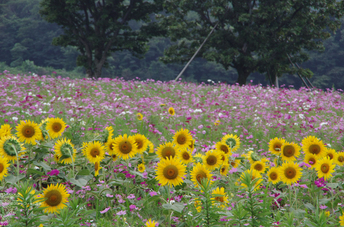 201108_鳥取・大山まきば_7.jpg