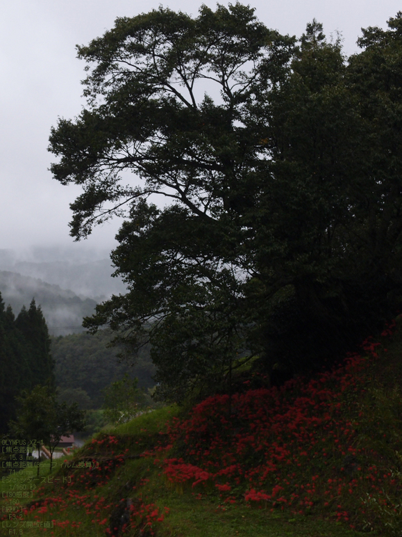 仏隆寺_彼岸花_1109_15.jpg