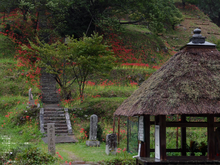 仏隆寺_彼岸花_1109_16.jpg