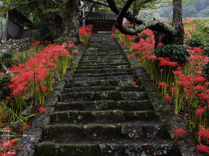 仏隆寺_彼岸花_1109_7.jpg