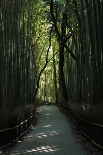 嵯峨野_竹林_201109_10f.jpg