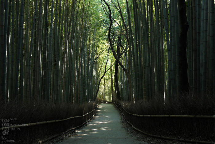 嵯峨野_竹林_201109_11.jpg