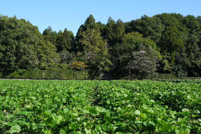 嵯峨野_竹林_201109_13.jpg