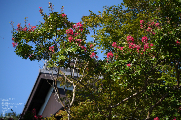 嵯峨野_竹林_201109_17.jpg