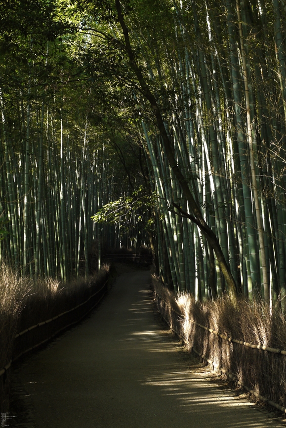 嵯峨野_竹林_201109_6f.jpg