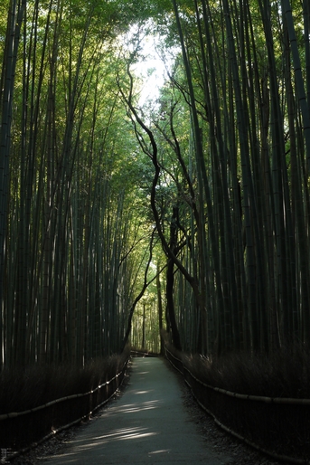 嵯峨野_竹林_201109_9f.jpg