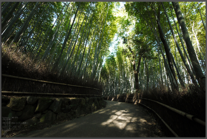 嵯峨野_竹林_201109_top1.jpg