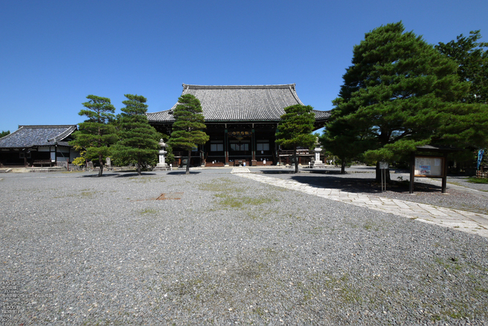 祇王寺_苔_201109_28.jpg