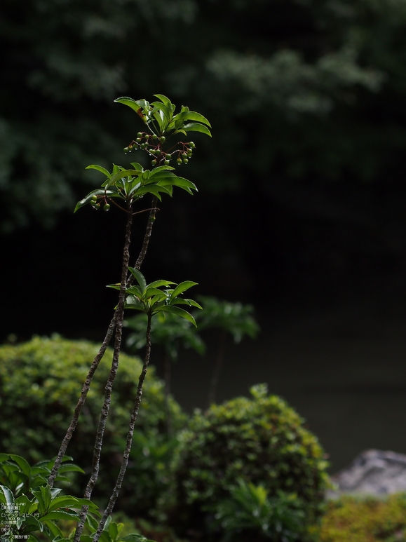 蓮花寺_201109_8.jpg