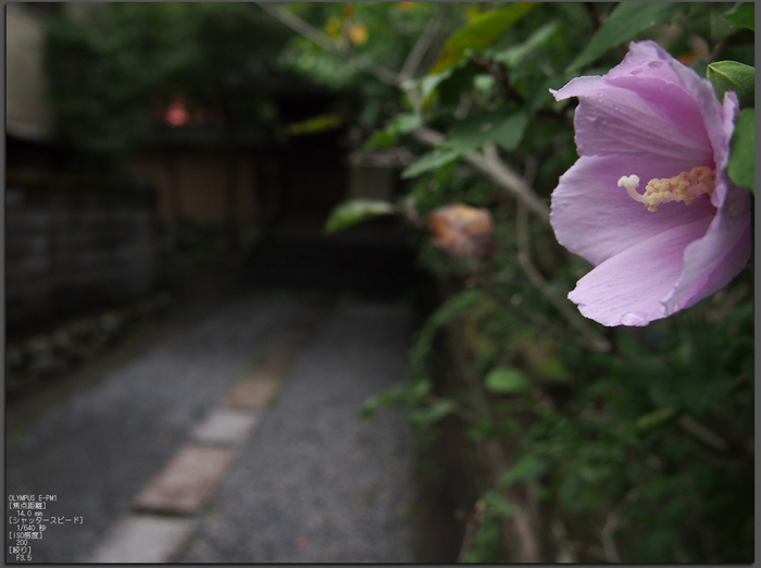 蓮花寺_201109_top1.jpg