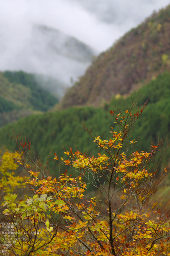 大台ヶ原-紅葉-RZ18_15.jpg