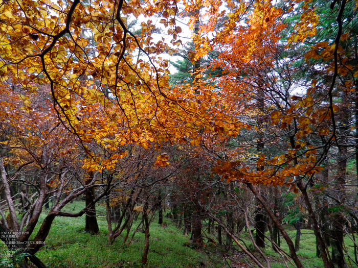 大台ヶ原-紅葉-RZ18_9.jpg