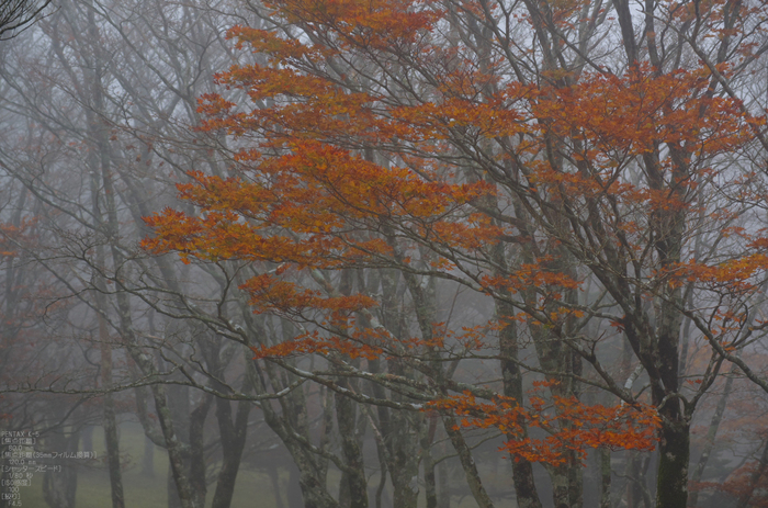 大台ヶ原_2011_紅葉_20.jpg