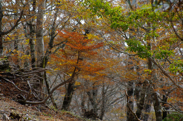 大台ヶ原_2011_紅葉_39.jpg