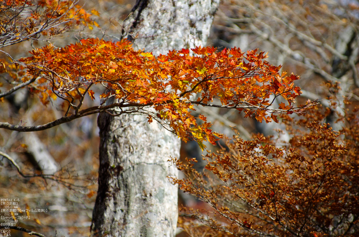 大台ヶ原_2011_紅葉_40.jpg