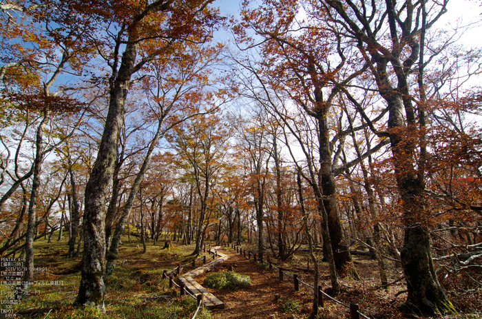 大台ヶ原_2011_紅葉_43.jpg