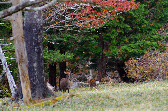 大台ヶ原_2011_紅葉_48.jpg