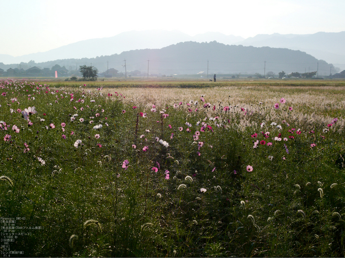 藤原京_コスモス_2011_11.jpg