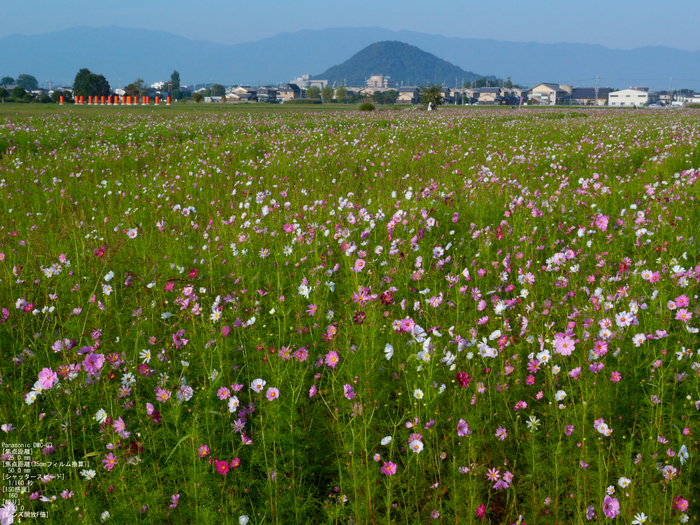 藤原京_コスモス_2011_17.jpg