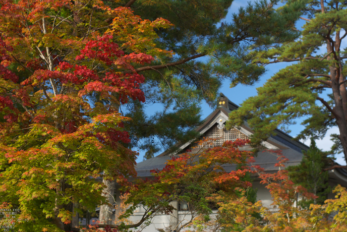 2011_高野山紅葉_17.jpg