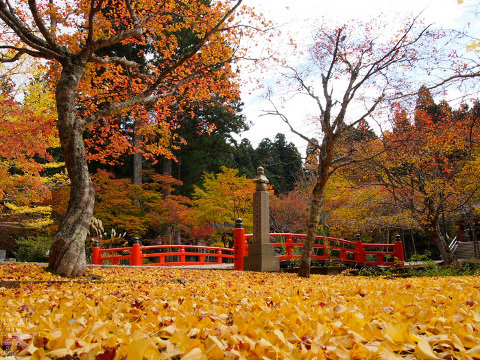 2011_高野山紅葉_24.jpg