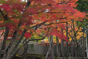 2011高野山紅葉_2.jpg