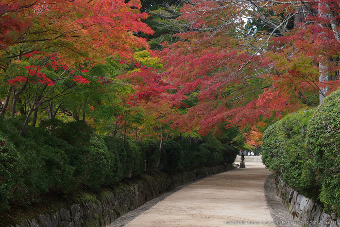 2011高野山紅葉_8.jpg