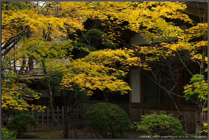 2011高野山紅葉_top1.jpg