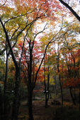 NikonV1_笠置寺・紅葉_2011_2_f.jpg