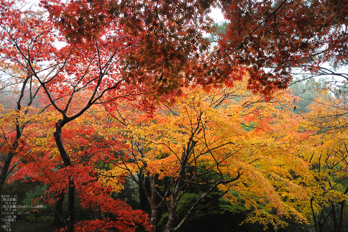 NikonV1_笠置寺・紅葉_2011_6.jpg