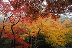 NikonV1_笠置寺・紅葉_2011_6_F.jpg