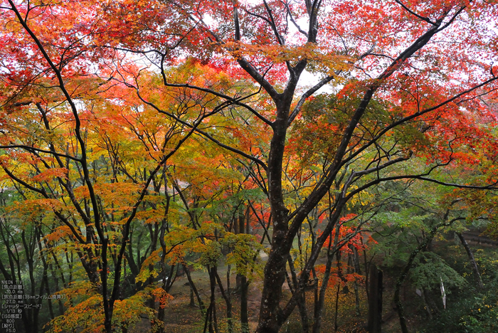 NikonV1_笠置寺・紅葉_2011_7.jpg