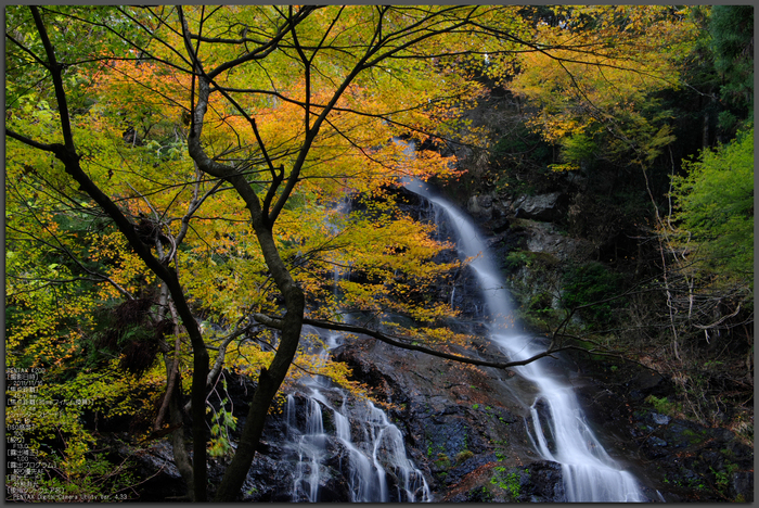 和佐羅滝・紅葉_2011_top1.jpg