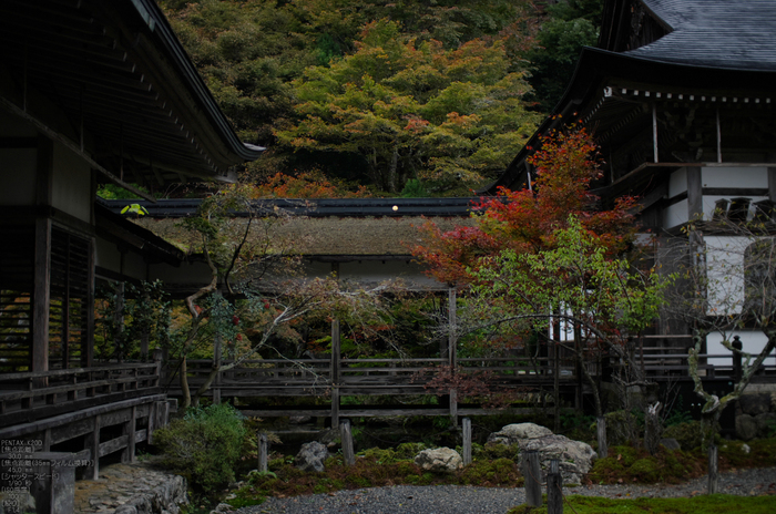 常照皇寺_紅葉_2011_12.jpg