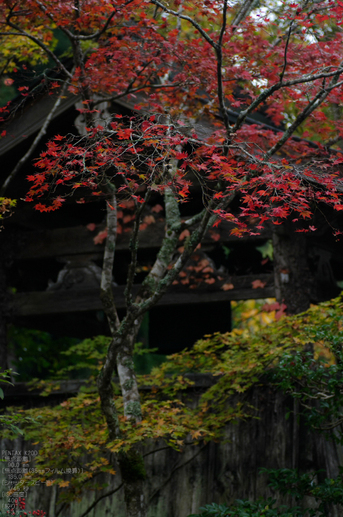 常照皇寺_紅葉_2011_15.jpg