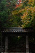 常照皇寺_紅葉_2011_3.jpg