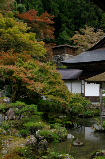 常照皇寺_紅葉_2011_5.jpg