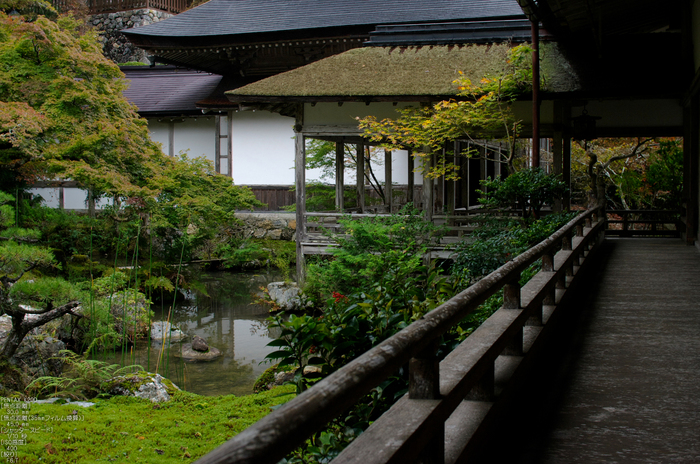 常照皇寺_紅葉_2011_6.jpg